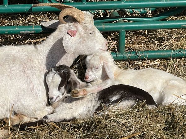 Rambo's Dixie Darlin with her twins, St. Nick and Noel, born on 12/25/25.
