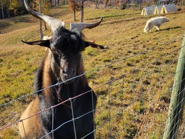 Kiko Goat
goats@thepleasanthillranch.com