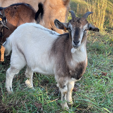 White Pearl
Kiko Doe for Sale - 100% New Zealand
thepleasanthillranch.com