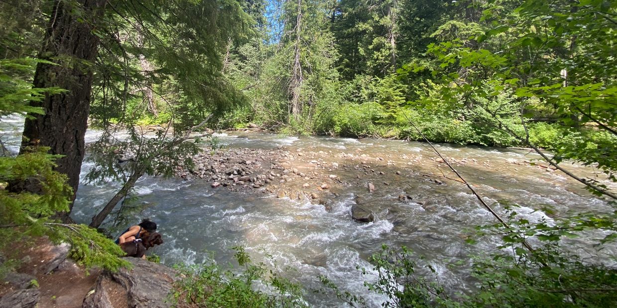 Person and dog by a flowing forest river surrounded by greenery.