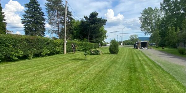 Une pelouse bien entretenue avec des arbres et une remorque au loin.