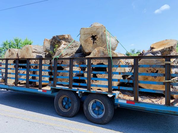 trailer hauling cut sections of a large tree