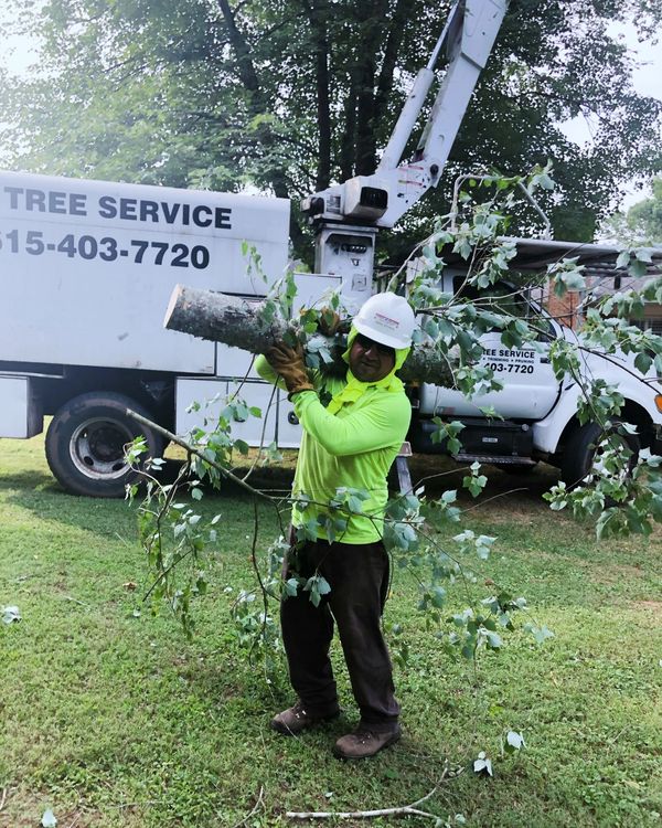 Tree Trimming Service in Murfreesboro, Tennessee.