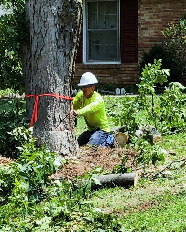 tree removal professional at work in Nashville area