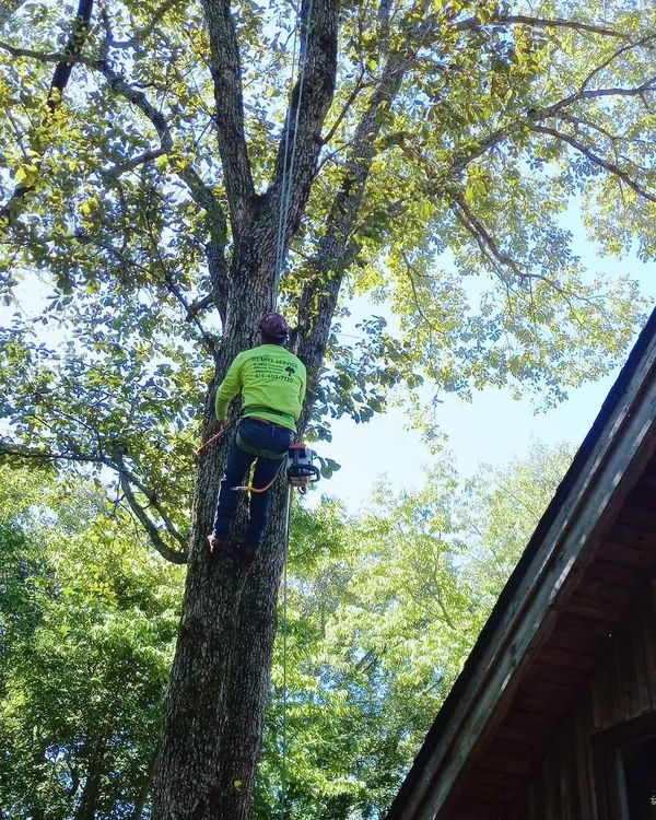 Our professional climbing with safety gear to trim tree in Murfreesboro, Tennessee.