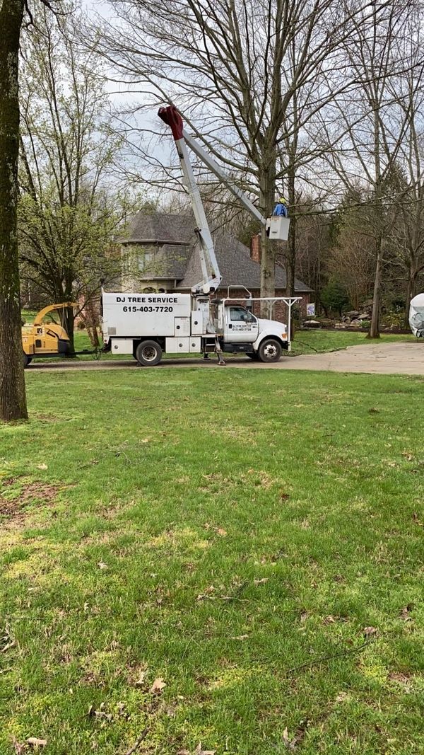 Tree Trimming in Franklin, Tennessee.