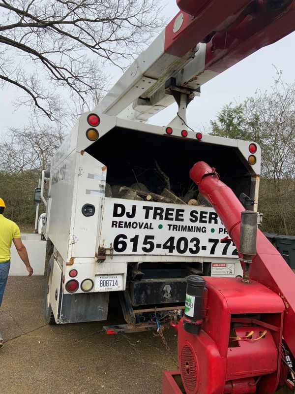 Tree Removal Service in Brentwood, Tennessee.