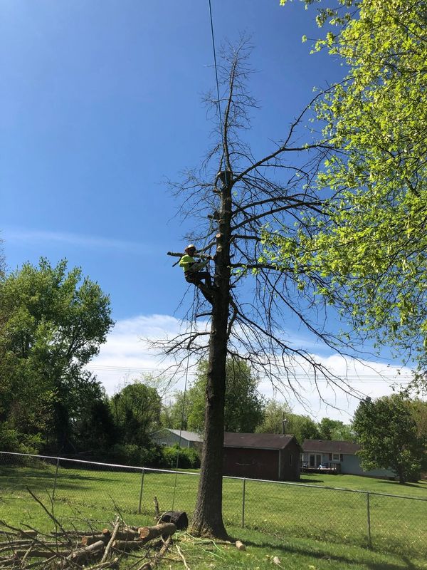 Professional Tree Removal Service in Rutherford County.