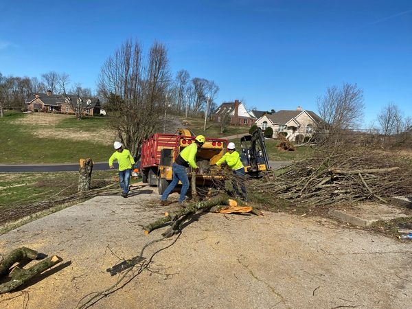 Tree Trimming in Davidson County.