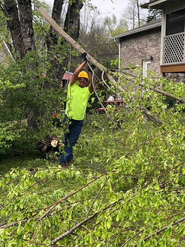 Tree removal service in Dickson County.