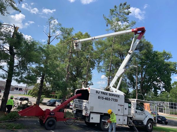 Tree Trimming Services in Smyrna, Tennessee.