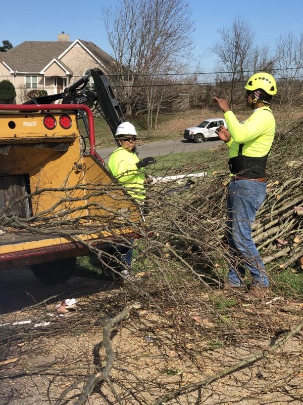 Tree Removal in Nashville, Tennessee.