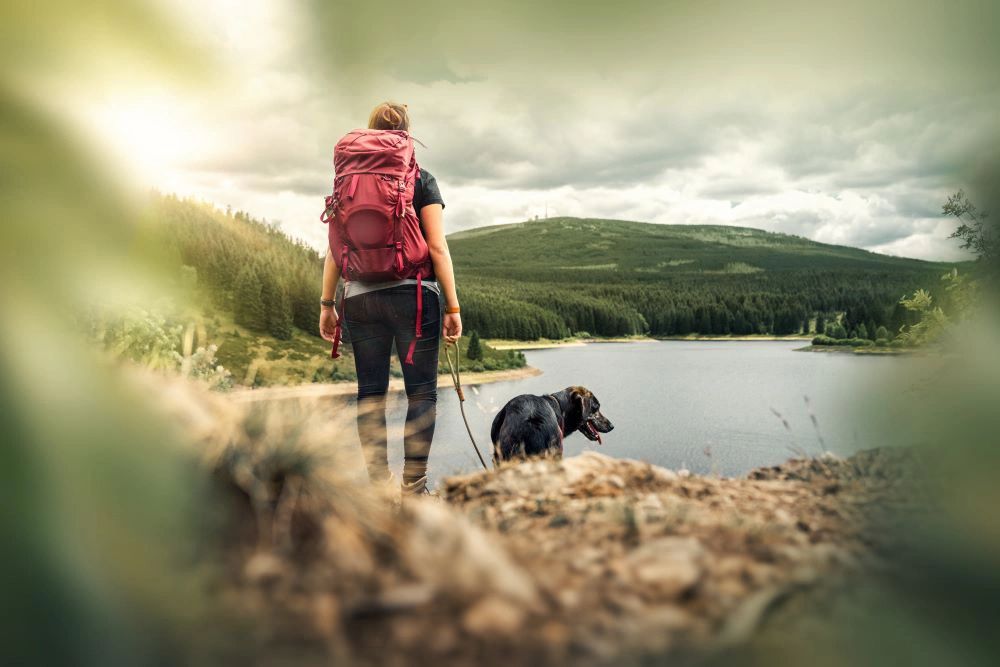 search image 2 The Benefits of Hiking for Dogs Beyond Exercise 2