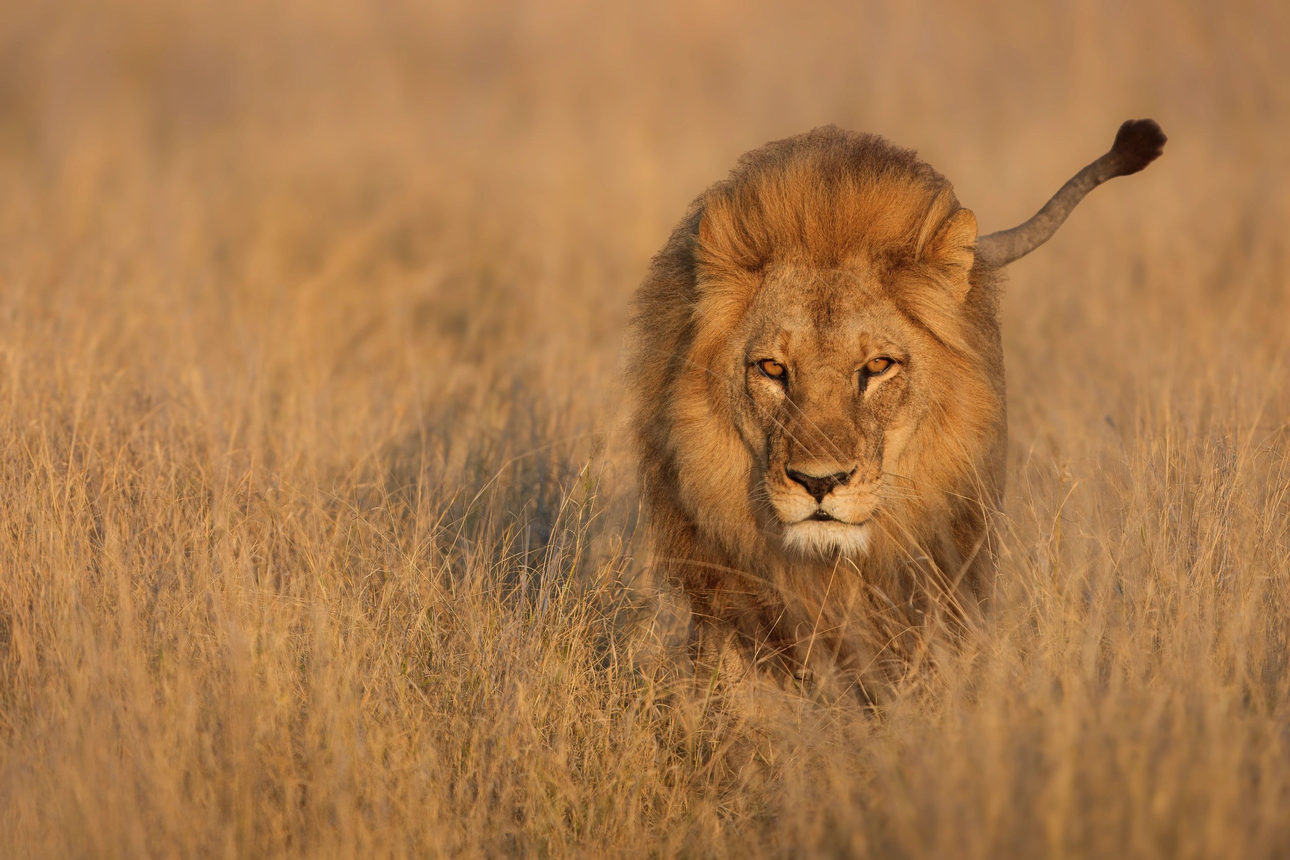 A lion prowling through dry grass.