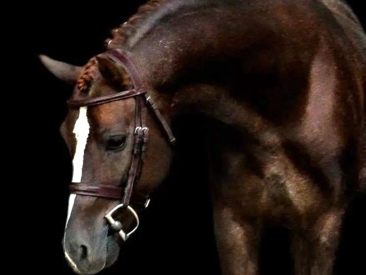 Close-up of a brown horse with a bridle against a black background.