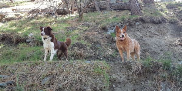 Our life has been about being open and exploring, much like our canine friends.
