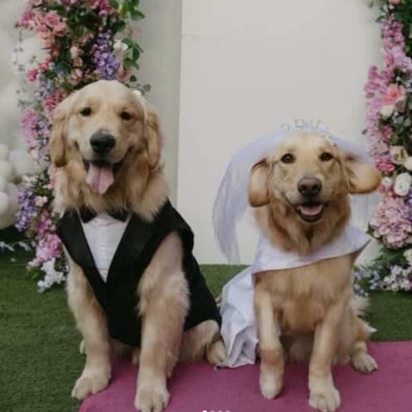 Two golden retrievers dressed as a bride and groom at a floral wedding setup.