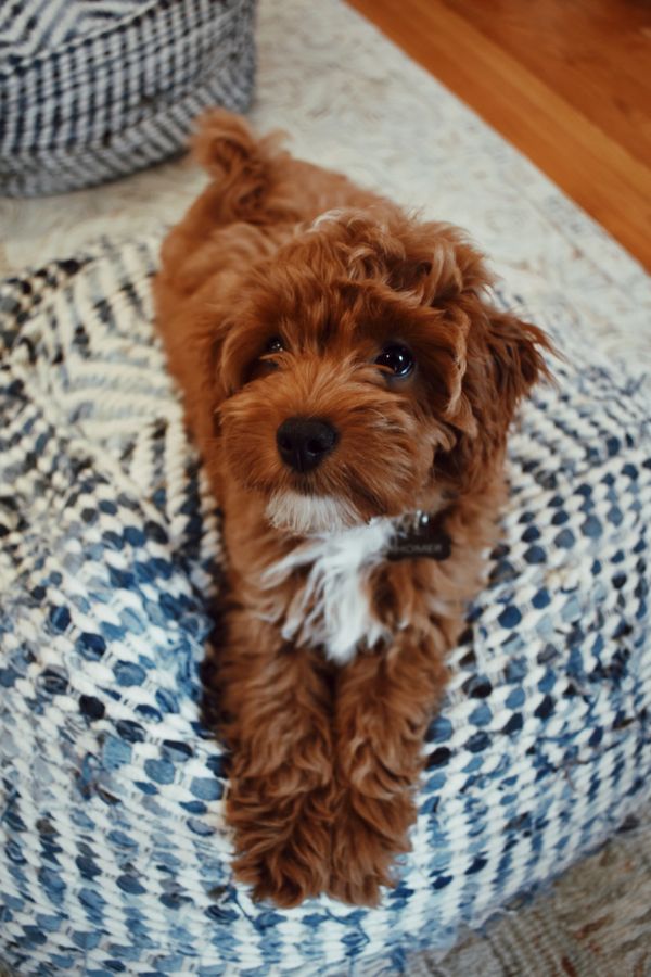 Fluffy brown puppy with white chest lying on a blue and white knitted cushion.