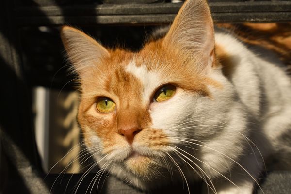 Close-up of a ginger and white cat with striking yellow eyes.