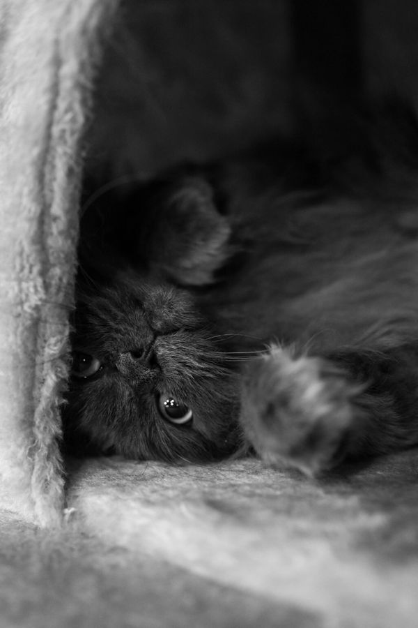 Black and white photo of a fluffy cat lying on its back under a blanket.