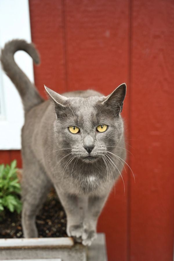 Gray cat with yellow eyes standing on a planter against a red wall.