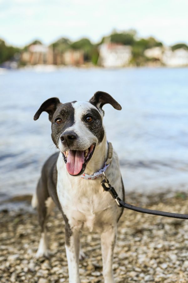 Happy black and white dog on a leash near water and pebbles.