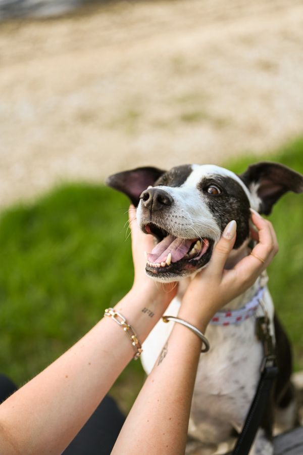 Person gently holding a happy black-and-white dog outdoors.