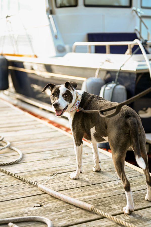 Happy dog on a wooden dock near a boat.