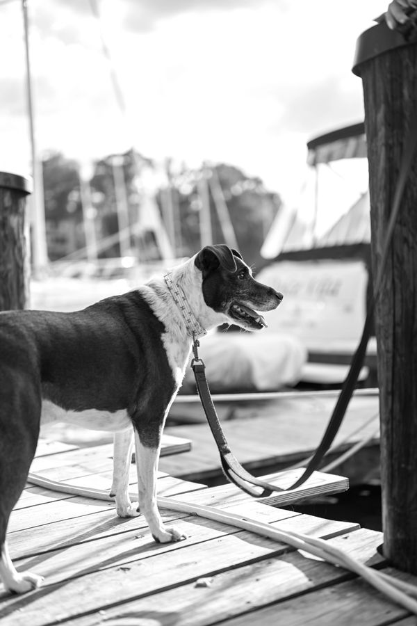A dog stands alert on a wooden dock near boats, leash in tow.