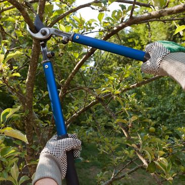 Tree pruning