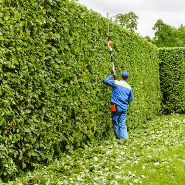 Hedge trimming