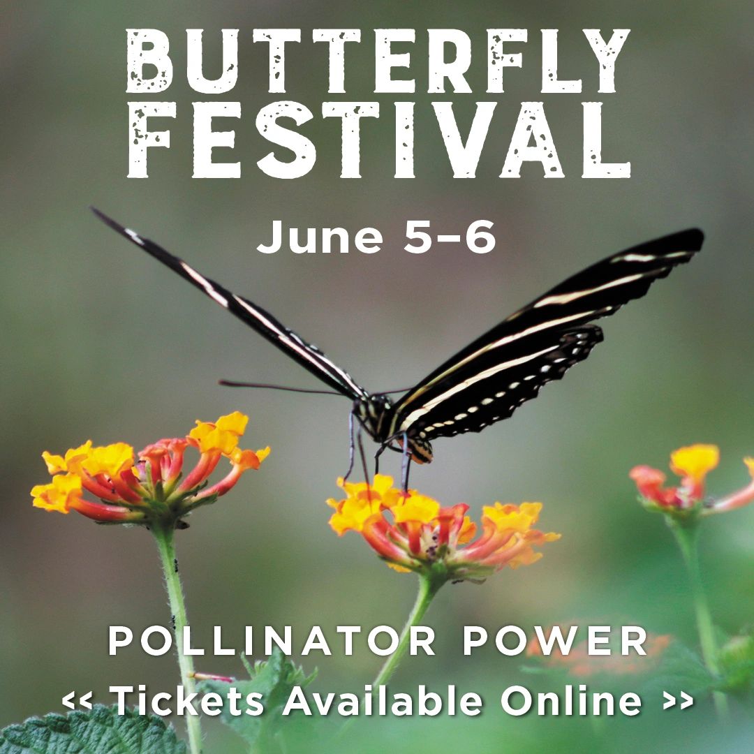 Annual Flying Colors Butterfly Festival