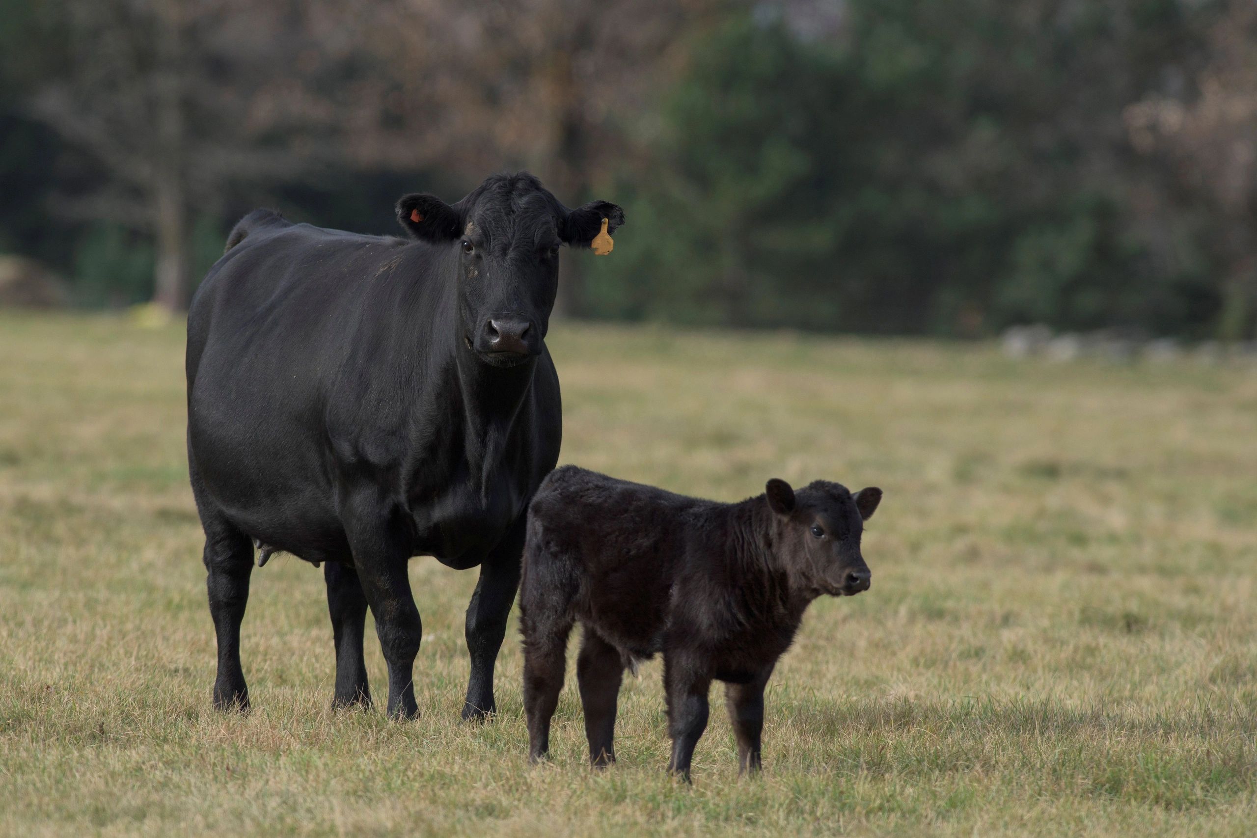 Black cow and calf standing together in a grassy field.