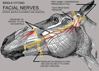 Diagram showing facial nerves in a horse's head affected by bridle fitting pressure.