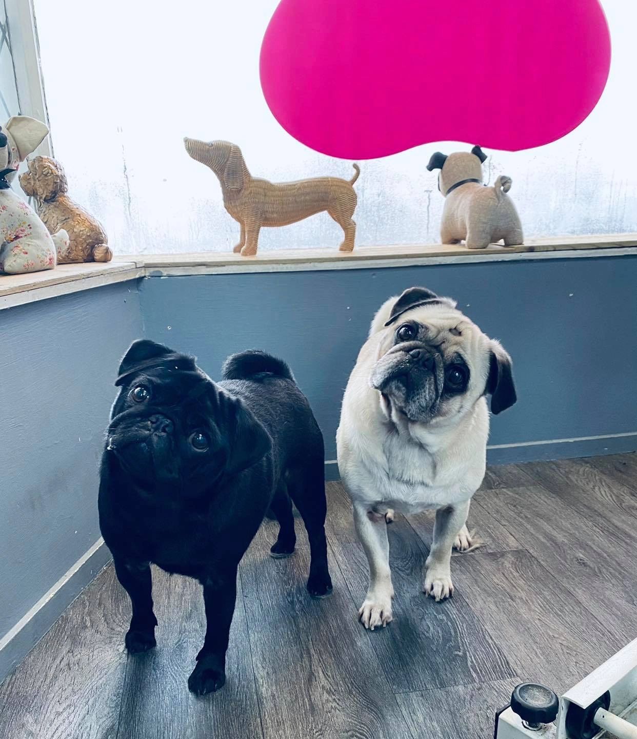Fur-nomenal Dog Grooming Fur-nomenal Dog Grooming