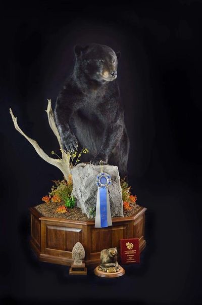 Award winning Black Bear