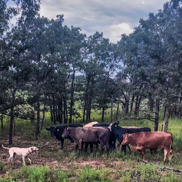 Black Mouth Cur dogs gathering stray cows in Osage County, Oklahoma.