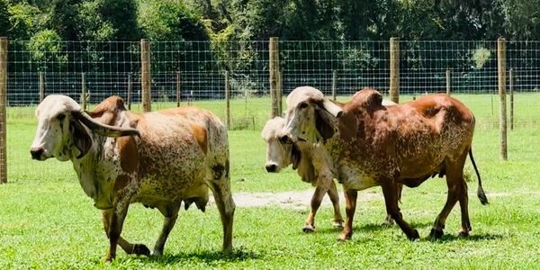 Gyr cow gyr cattle gyr for sale 