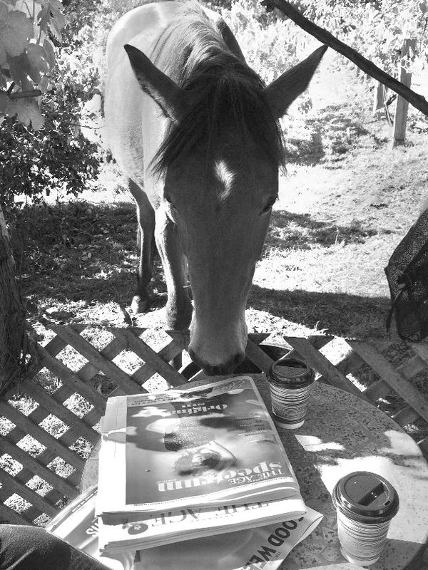The lovely Boo, Fat Pony Lodge resident