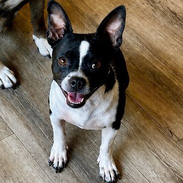 Gracie