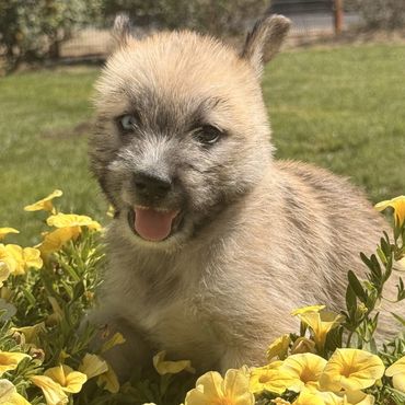 Coyote