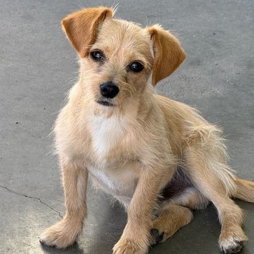 Peanut