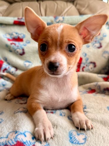 Peanut