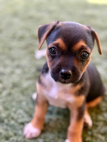 Rottie