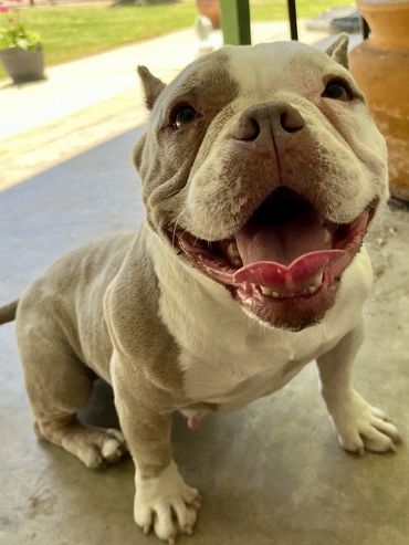 Penelope