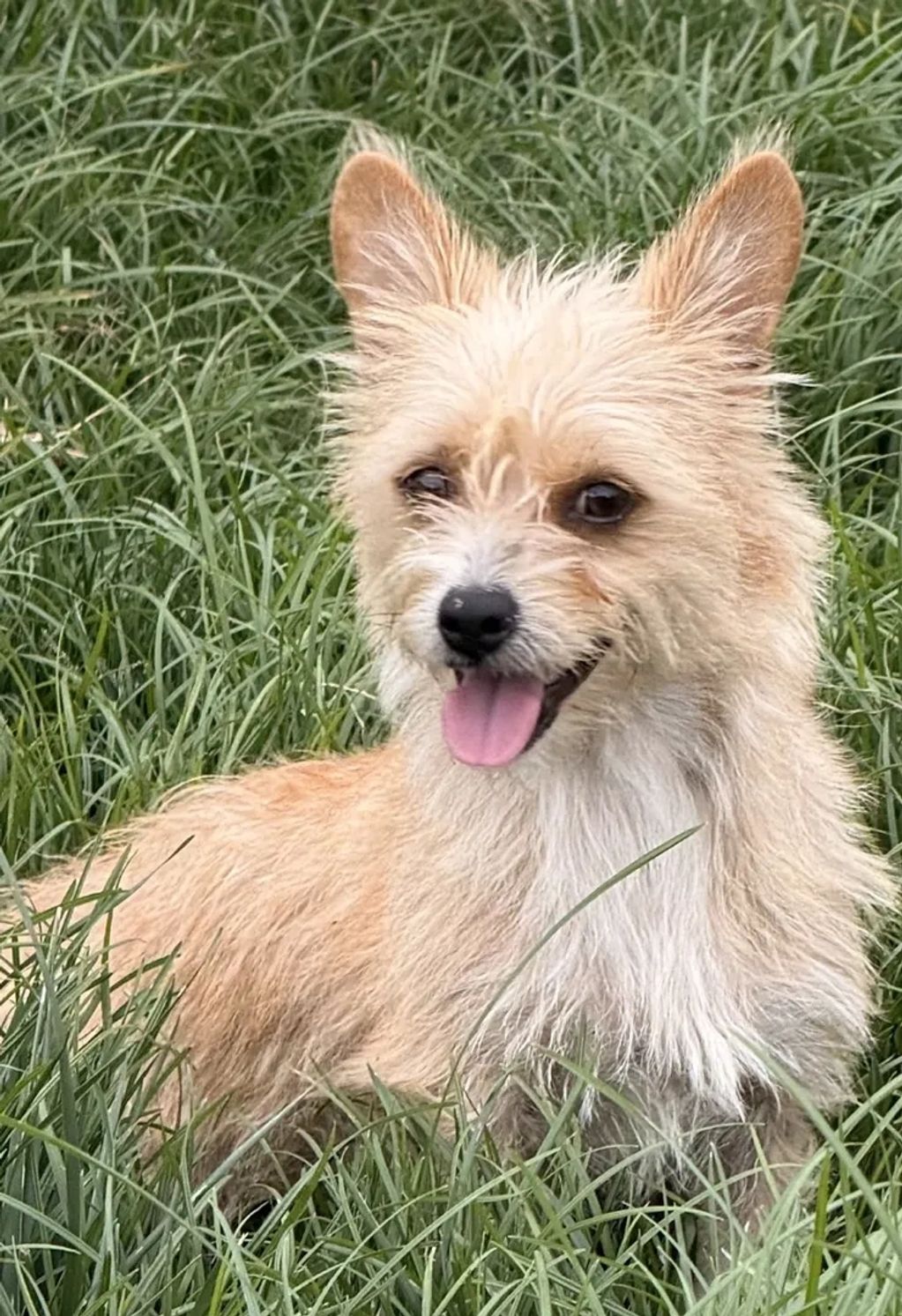 Available for Adoption
Angel
7 months old
Female
Jack Russel Terrier mix
Vaccinated, spayed, microch