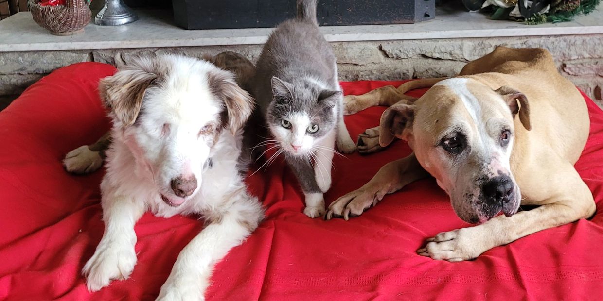 Nonprofit Liberty Acres United Rescue Animal Sanctuary