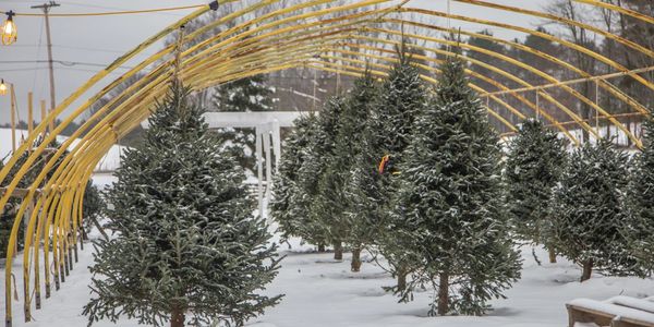 New Hampshire Christmas trees at Emery Farm