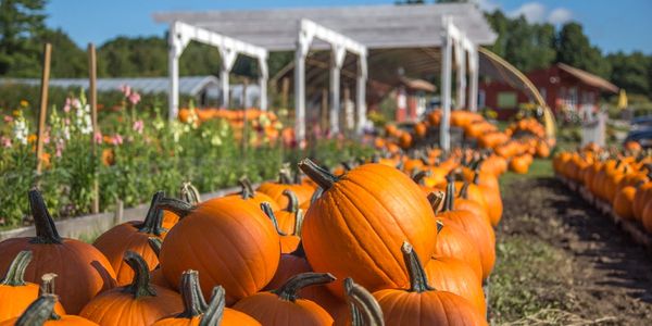 Emery Farm pumpkin patch, pyo pumpkins, NH grown