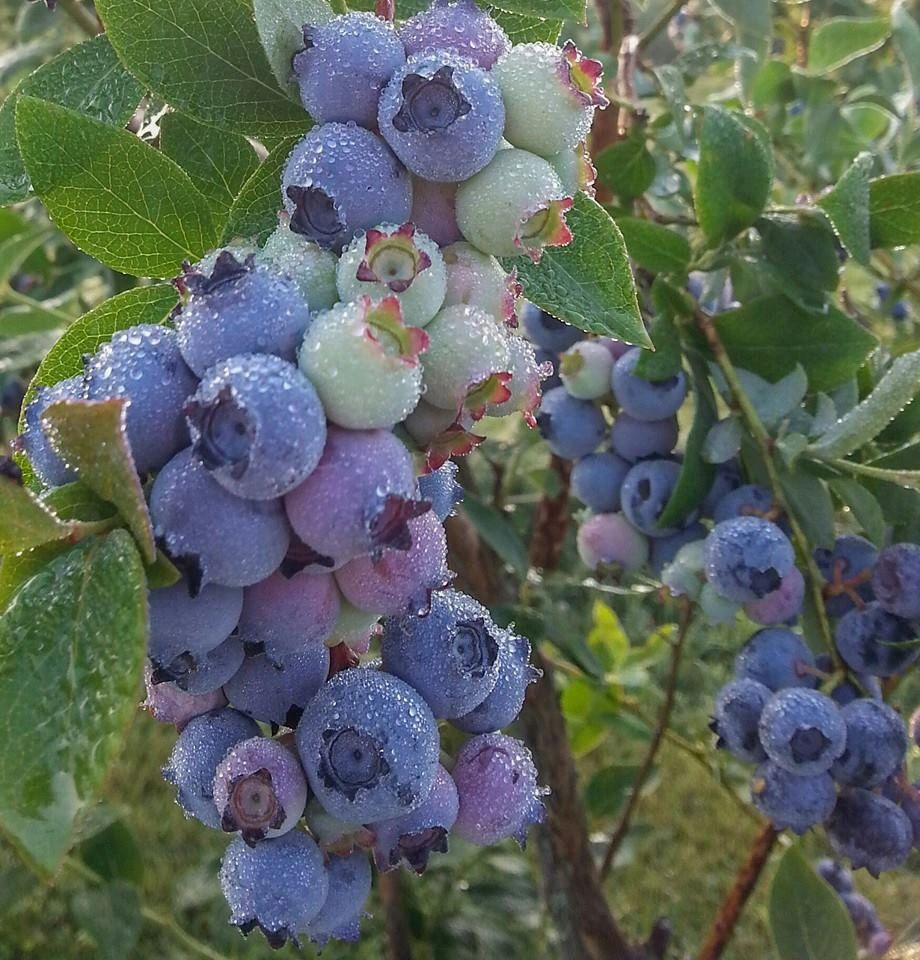 It's Blueberry Season!